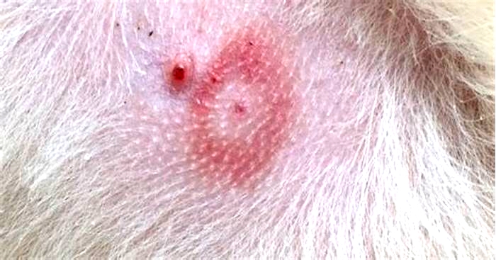 What does tick bite look like on dog?