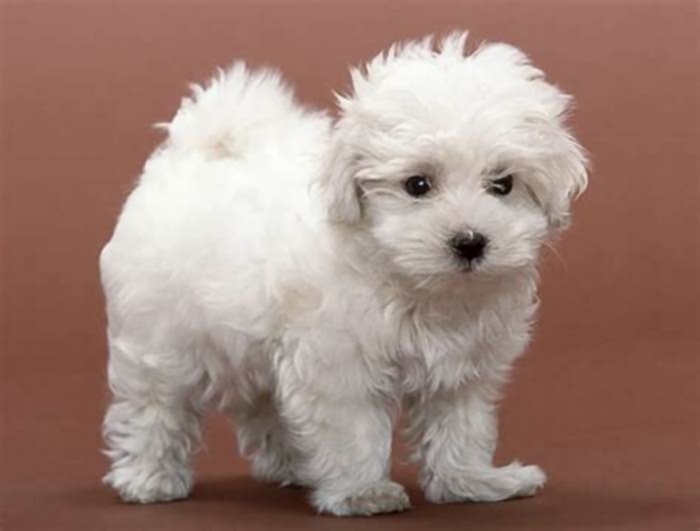 What dog is 100 hypoallergenic