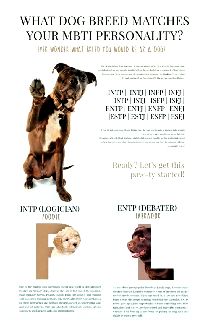 What dog is an INTP?