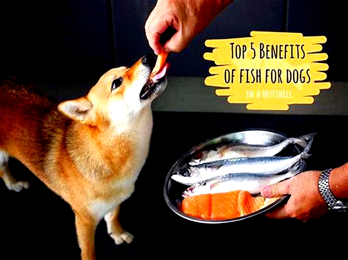 What fish is best for dog allergies