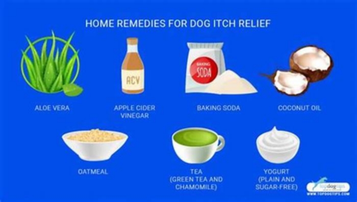 What food helps dogs not itch?