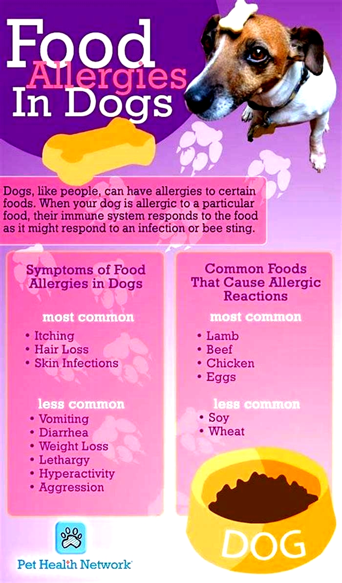 What foods are dogs highly allergic to