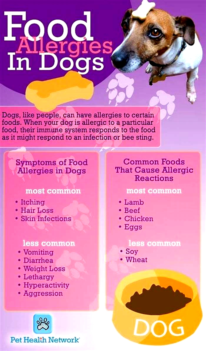 What foods are dogs most allergic to