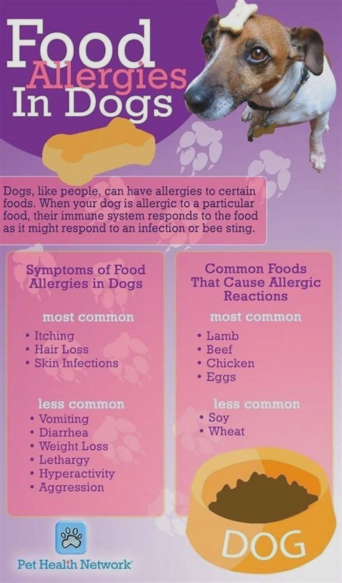 What foods are safe for dogs with allergies?