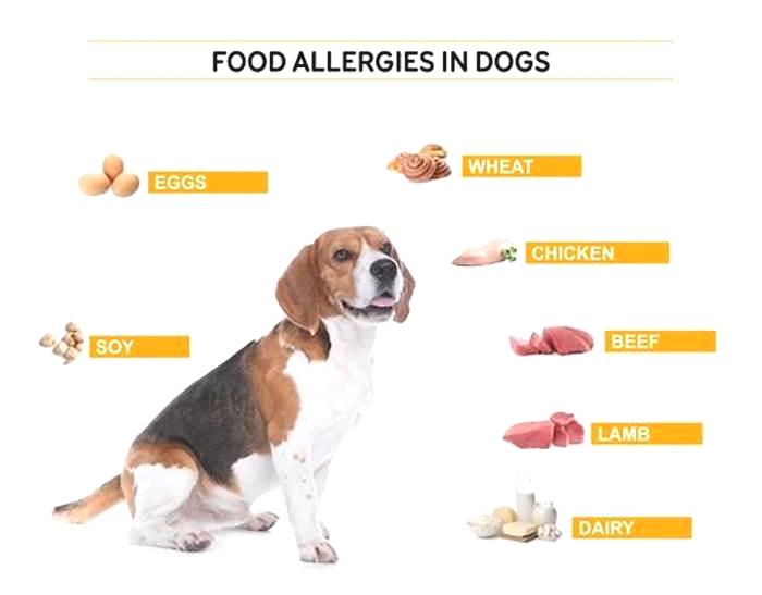 What foods cause most allergies in dogs