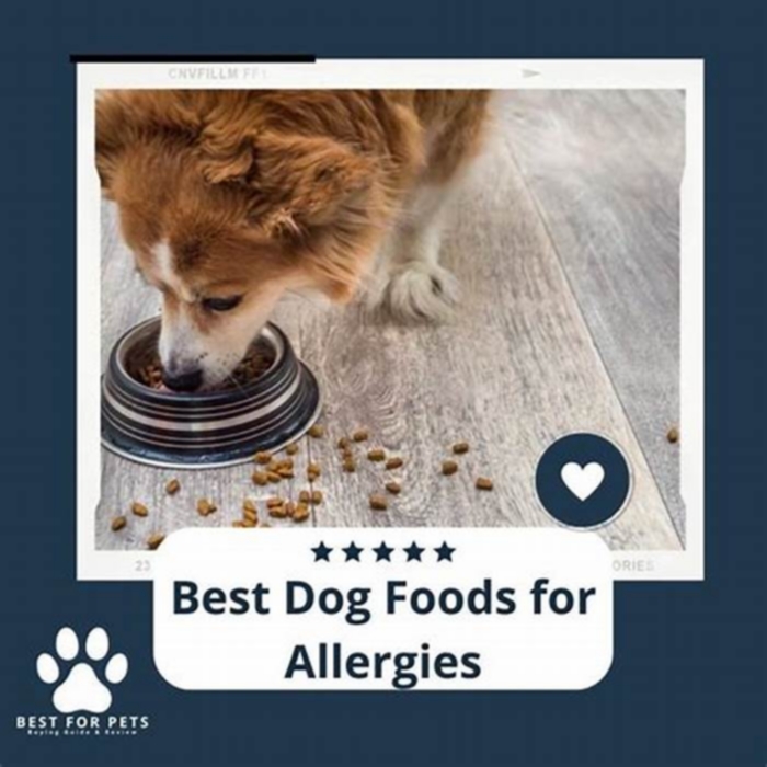 What foods reduce allergies in dogs?