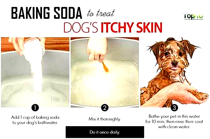 What foods to avoid for dogs with itchy skin?