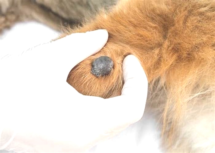 What is a black wart like growth on a dog