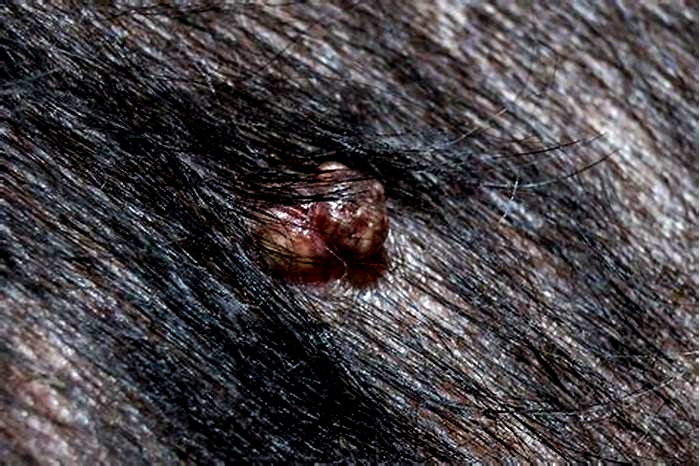 What is a wart like lump on a dog