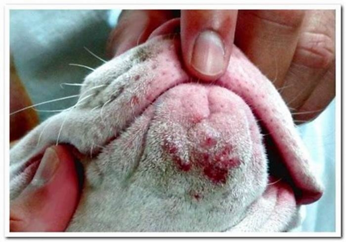 What is dog acne caused by?