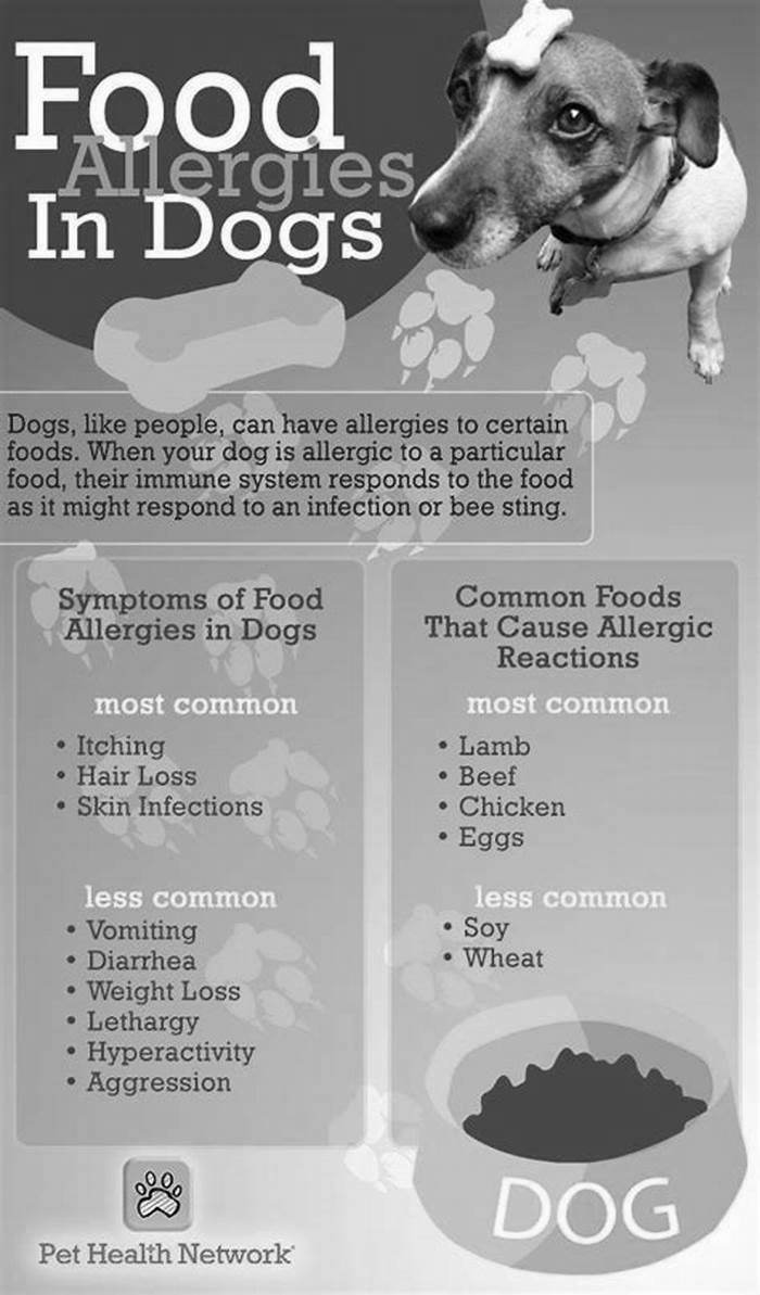 What is the best food to feed a dog with allergies?