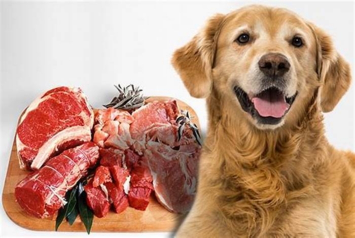 What is the best meat for dogs