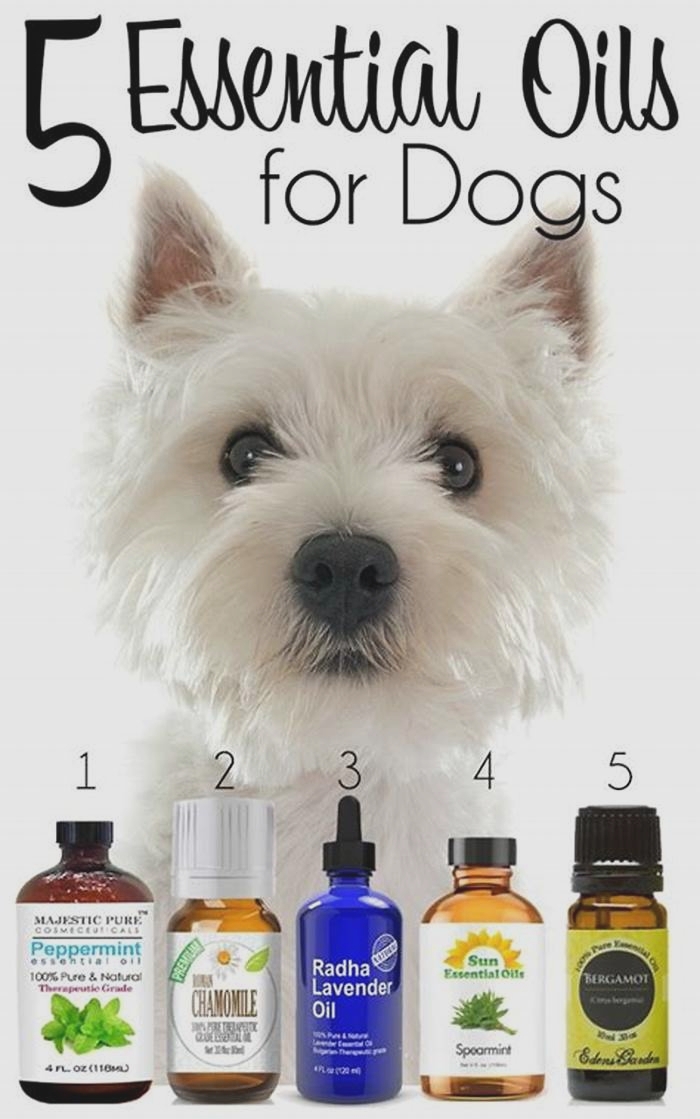 What is the best oil for dogs with allergies?