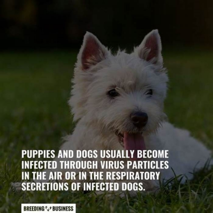 What is the dog virus?