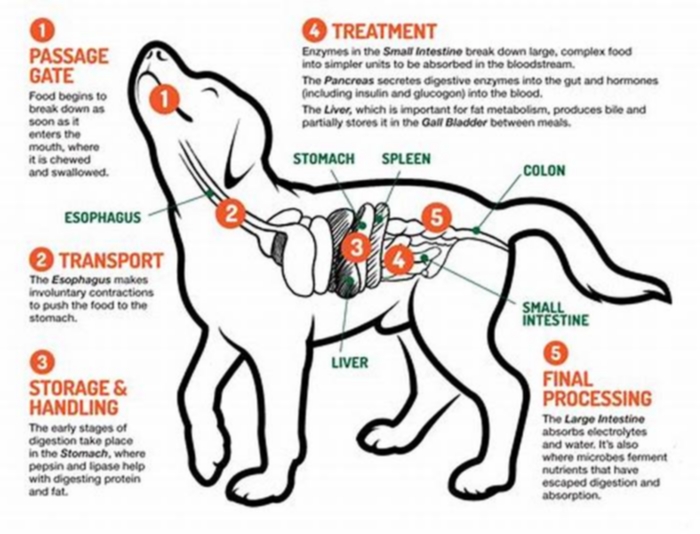 What is the easiest meat for dogs to digest?