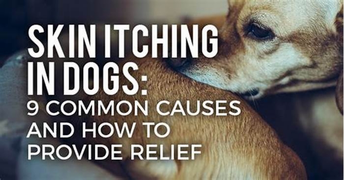 What is the most common cause of itching in dogs?