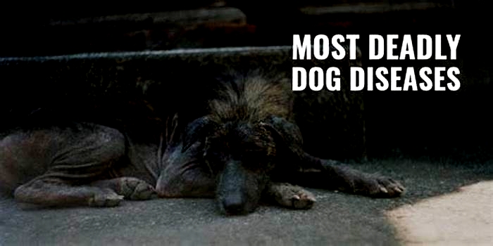 What is the most fatal disease in dogs?