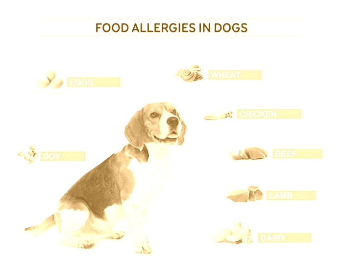 What is the number 1 food allergy in dogs