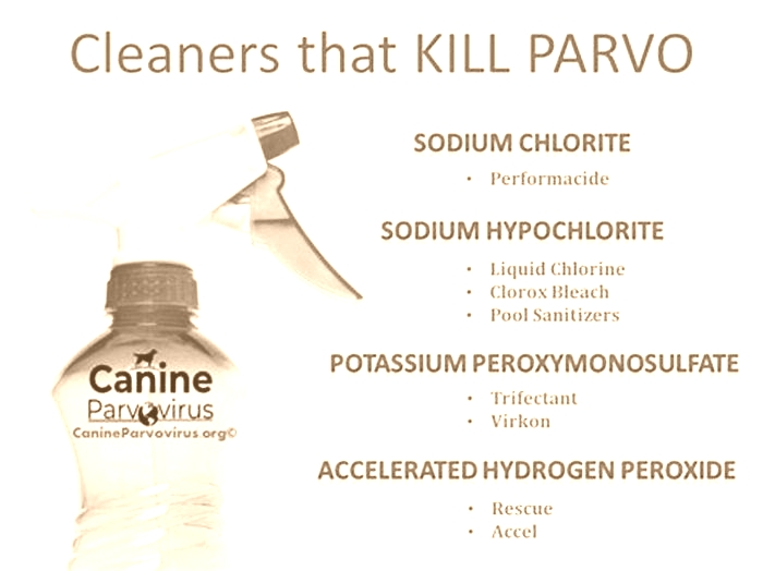 What kills parvo?