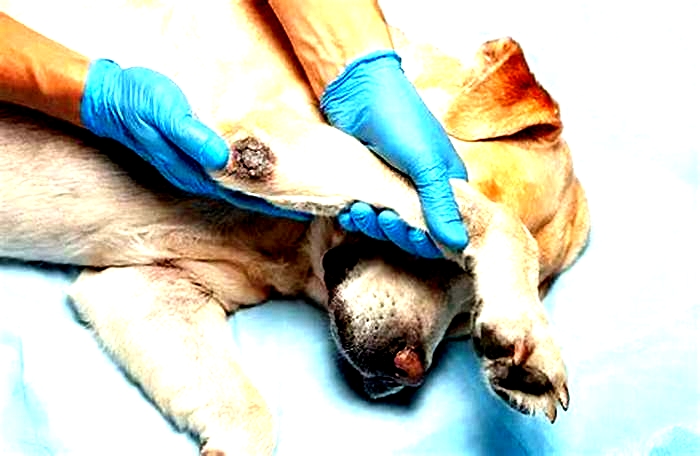 What kills pyoderma in dogs?