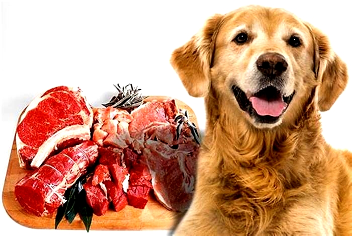 What meat is good for dogs everyday?