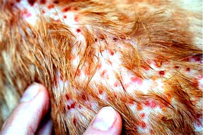 What rash on dog looks like pimples?