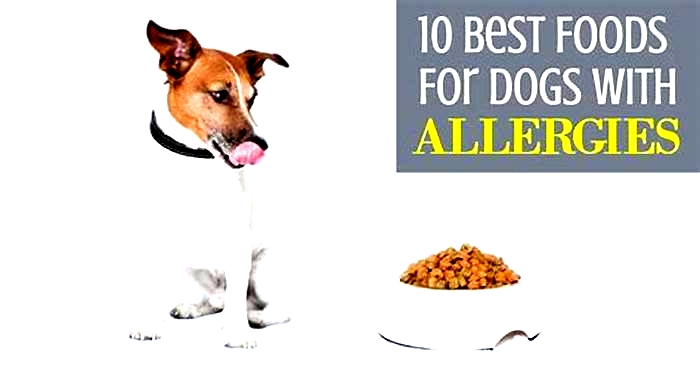 What should I feed my dog with allergies?