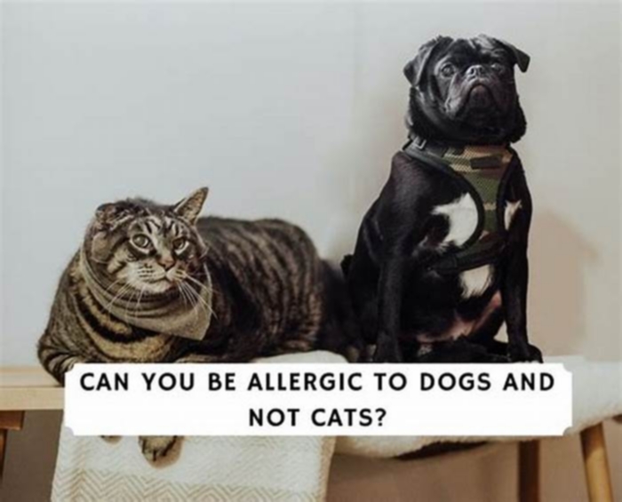 Why am I allergic to dogs but not cats