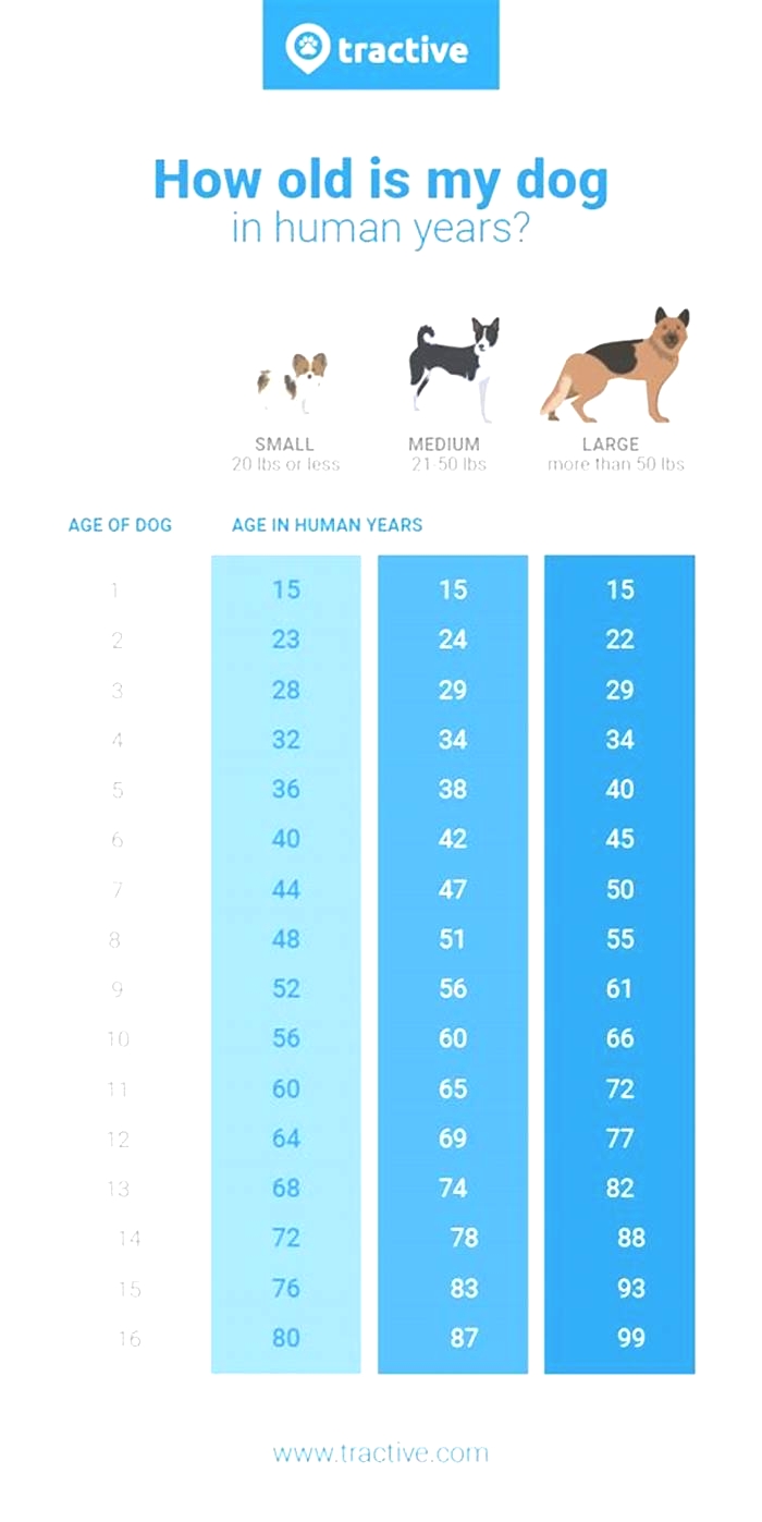 Why are dog years 7 to our 1?