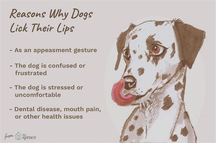 Why do dogs lick you