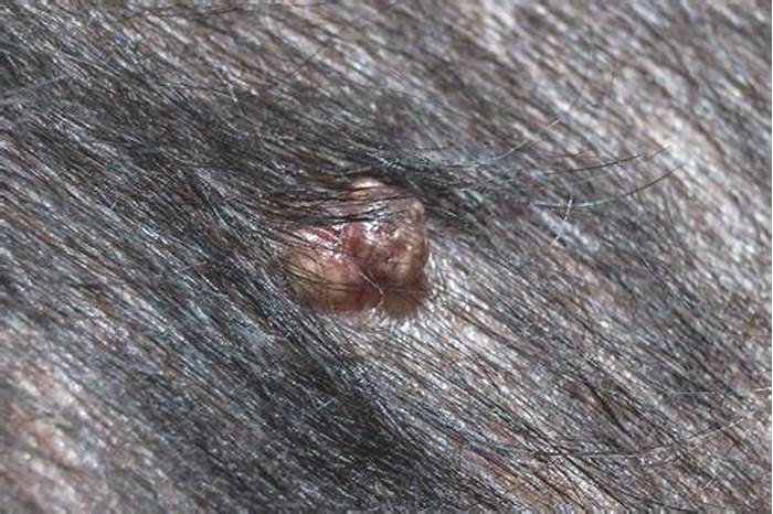 Why does my dog have a black wart?