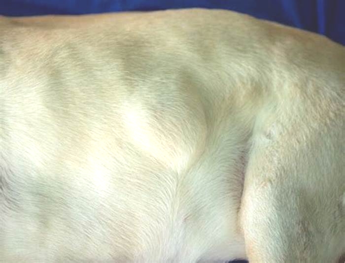 Why does my dog have a bump on her belly?