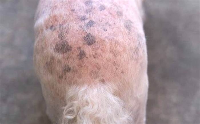 Why does my dog have a raised black spot on his skin