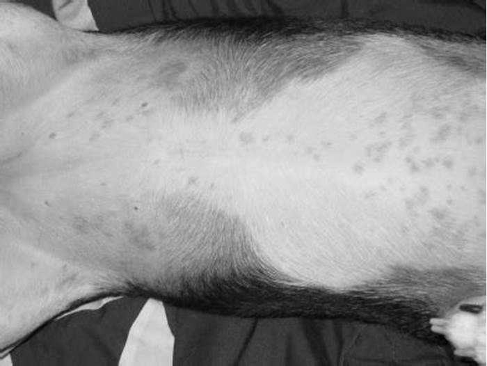 Why does my dog have a rash on her belly?