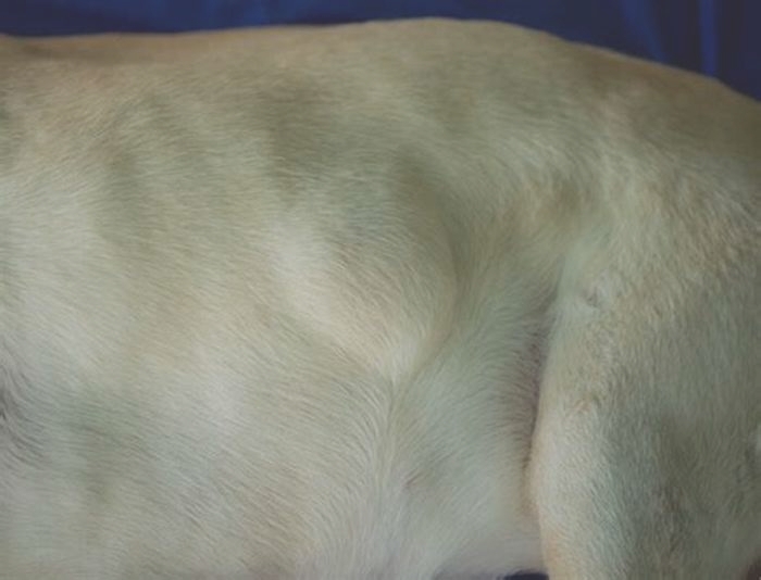 Why does my dog have big bumps all over