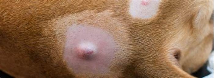 Why does my dog have pimple like bumps on her body?
