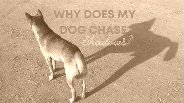 Why does my dog keep chasing shadows