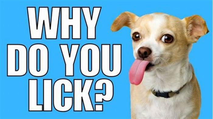 Why does my dog lick me?