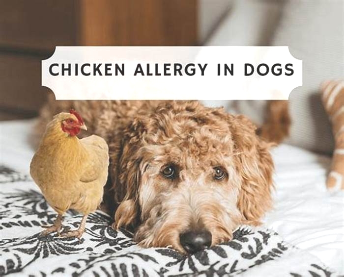 Why is chicken not good for dogs with allergies