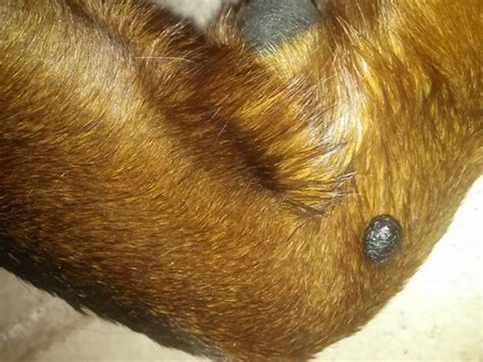 Why is my dog getting black moles?