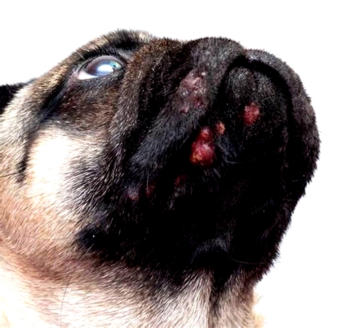 Why my dog is getting pimples