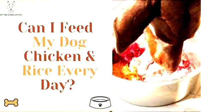 Why not to feed chicken rice to dogs?