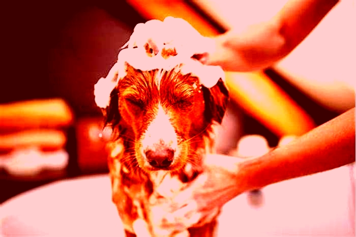 Will bathing my dog help my allergies?