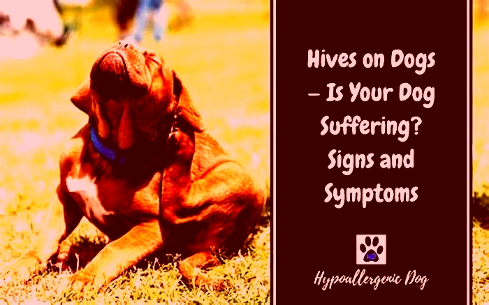 Will my dogs hives go away on their own?